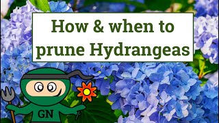 How and when to prune Hydrangeas [upl. by Anivid]