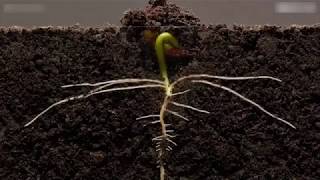 Impresionante time  lapse del nacimiento y desarrollo de una planta [upl. by Darsey89]