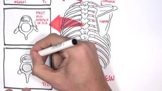 Anatomy Thorax Overview  Ribs Sternal angle Pleura and Pneumothorax [upl. by Sundberg]