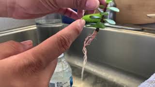 Portulacaria Afra Water Propagation [upl. by Kynan]