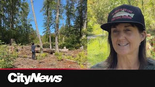 Lawsuit launched over treecutting in Stanley Park [upl. by Rosabella]