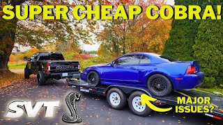 I Bought The CHEAPEST And Worst 2003 SVT Mustang Cobra  NEW PROJECT [upl. by Notluf]