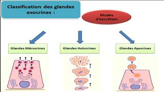 Cours dhistologie les épithéliums glandulaires [upl. by Guadalupe668]