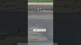 Magpie fighting magpies fighting [upl. by Hgielar758]