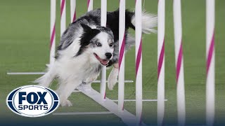 Best of 2022 Masters Agility Championships from Westminster Kennel Club  FOX Sports [upl. by Ellevehs]