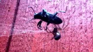 Widow Spider Vs HUGE Beetle 3x its size False Widow [upl. by Sidhu]