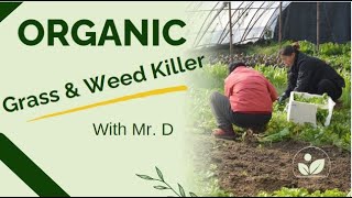 Organic Grass amp Weed Killer with Mr D [upl. by Xad]