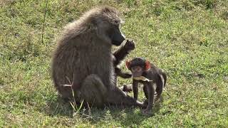 Happy Baboon Family [upl. by Atiuqcaj]