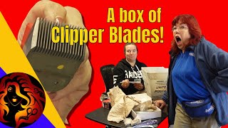 Its Time to Sharpen Clipper Blades  New Techniques  Bonika Shears [upl. by Micco]