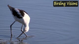 American Avocet  Birds of North America [upl. by Ruenhcs]