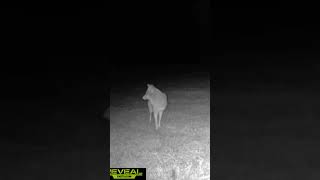 Large Coyote surveying the food plot 2024 new predator coyote november fall hunting bad [upl. by Teerpnam]