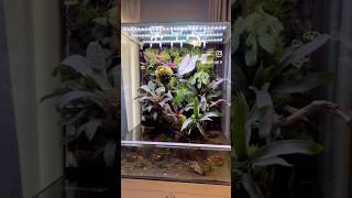 Old paludarium aquarium [upl. by Elicia]