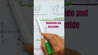 Nucleoside and nucleotide shorts molecularbasisofinheritance [upl. by Fulbright]