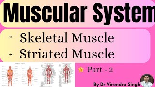 Skeletal muscle  Striated Muscles  Fast Muscle  For BSc 2 Sem MSc 1 sem  NEET Other exam etc [upl. by Beattie]