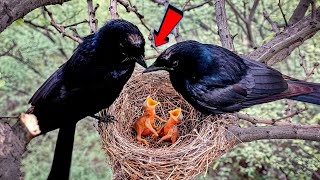 Black drongo bird is for babies to see BirdsofNature107 [upl. by Hippel921]