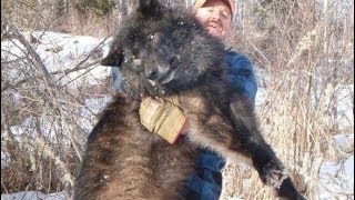 Radioactive Wolves Of Chernobyl Scary Mutations Full Documentary [upl. by Llesig]