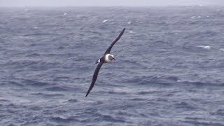 Grey headed Albatross near adult South Georgia South Atlantic 30th March 2018 [upl. by Mullane957]