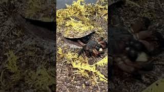 Trapdoor spider feeding Realtime and 124th speed Liphistius ornatus [upl. by Kannav345]