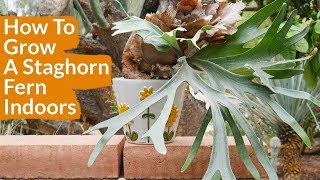 How To Grow A Staghorn Fern Indoors  Joy Us Garden [upl. by Holton]