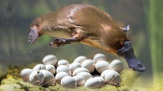 Great Mom Platypuses Laying Eggs And Cute Platypuses Moments [upl. by Alur]