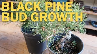 Training a Black Pine Bonsai  Bud Growth after Candle Cutting [upl. by Eerrehs81]