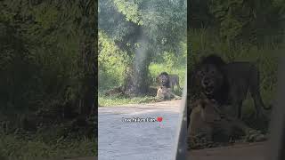 Fun at Vandaloor lion safari😂 lion love lovefailure vandaloor chennai [upl. by Adeuga]