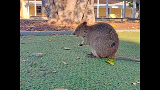 Rottnest Island Western Australia [upl. by Sajovich962]