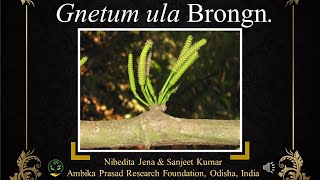 Gnetum ula a threatened plant of Odisha India medicinalplant odisha conservation threatened [upl. by Notslar]