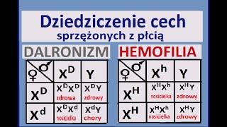 Dziedziczenie cech sprzężonych z płcią Dziedziczenie daltonizmu i hemofilii [upl. by Hy699]