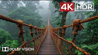 Green AMBIENCE DOLBY VISION 4K HDR  So Real Youll Forget Youre Inside 60 FPS [upl. by Henrie]