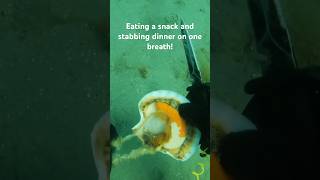 Eating scallops underwater spearfishing scallops [upl. by Tyne]