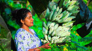 🍌best way to cook raw bananas🥕🥦harvesting ash plantian from my villagevillage kitchen srilanka [upl. by Keyte]