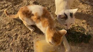 Cats sound poor thirsty and hungry [upl. by Gillett]