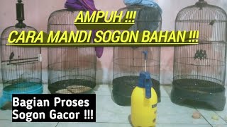 MUDAH ❗❗ PROSES PENJINAKAN SOGON BAHAN PART 1 ❗METODE MANDI [upl. by Allard]