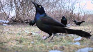 Common Grackle  Feeding in The Wild [upl. by Styles]