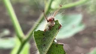 Tussock moth larva feeding on cotton leaf [upl. by Bullard110]