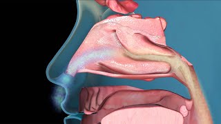 The Common Cold How We Catch It and Treat The Symptoms [upl. by Akemal]