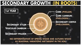 Secondary Growth in Dicot Root  Anatomy of Plants  Class 11 Biology [upl. by Gilburt]