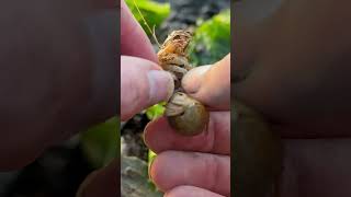 Blood Sucking Parasite Removed From Ally the Shrimp satisfying shorts [upl. by Nappie]