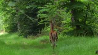 JEUNE CERF BICHE ET FAON [upl. by Wira]