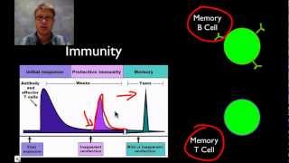 The Immune System [upl. by Aldredge]