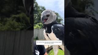 This family has rescued and raised a harpy eagle with all their heart animalshorts [upl. by Enavi642]