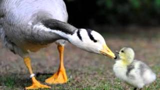 Maurice Ravel  Suite Ma mère loye  Mother Goose Suite [upl. by Sregor]