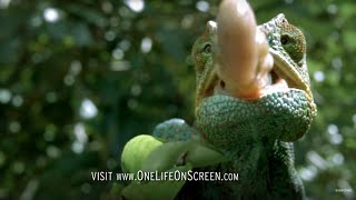 Chameleon Tongue In Slow Motion  One Life  BBC Earth [upl. by Eliathan392]