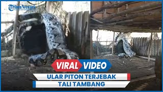 Viral Ular Piton Raksasa Terjebak Tali Tambang di Kandang [upl. by Carolann]