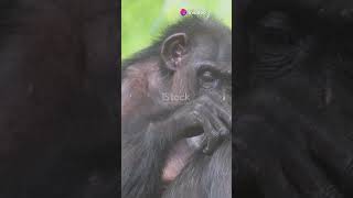 Chimpanzee Social Bonds Grooming and Friendship [upl. by Shuma268]