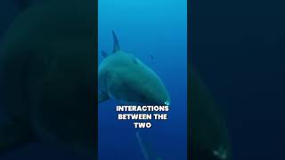 EPIC battle Orca dominates great white Shark in terrifying showdown [upl. by Fan247]