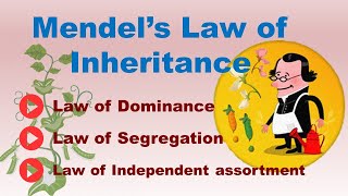 Mendels Law of Inheritance  3 Mendelian Law of Inheritance  ABT Gurukul [upl. by Dalohcin]