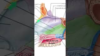 Nasal Septum Accessory bones Anatomy mbbs education [upl. by Jobye616]