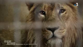 Zoo de Maubeuge  rencontre avec le lion Raman [upl. by Eniretac]